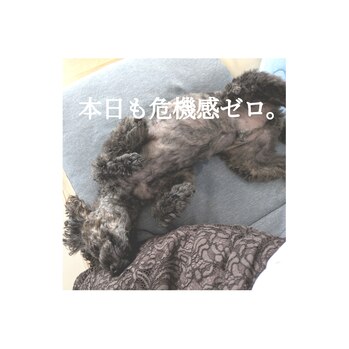 危機感ゼロの愛犬