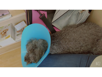愛犬の突然の症状に慌てる