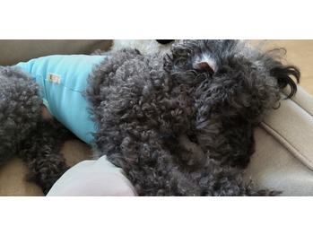 私の愛犬
