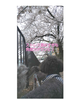 【リラクゼーション】桜で目の保養♪なごみ～