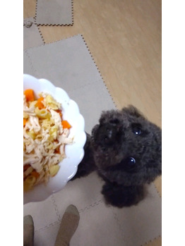 わんこだってアレルギーある