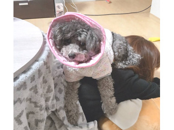 怒りの愛犬！