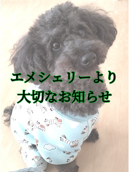 エメシェリーより大切なお知らせ