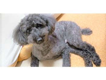 愛犬と一緒に健康♪