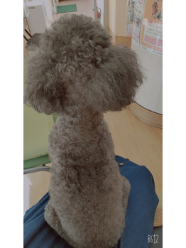 愛犬の検査の日。