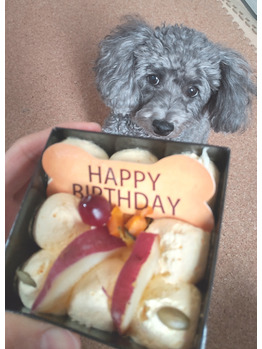 愛犬チョコ様８歳に！